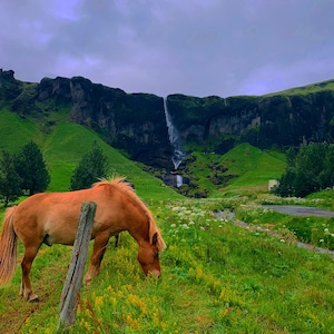 Horses in Iceland with Waterfall