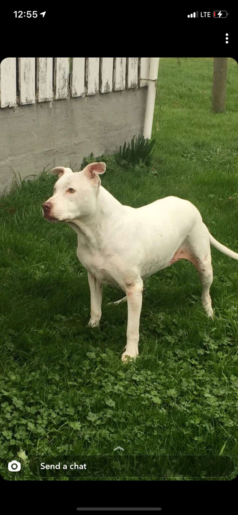 May include: A white pit bull terrier dog standing in a grassy area. The dog is looking to the left of the image.