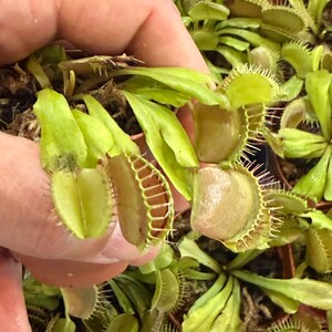 May include: A cluster of Venus flytrap plants featuring bright green leaves and hinged, jaw-like traps with small, stiff, hair-like cilia along the edges. The traps exhibit a light reddish-pink interior coloration and are arranged in a dense group.