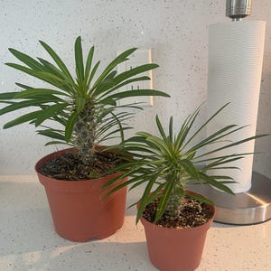 May include: Two Madagascar palm plants in brown plastic pots. Each plant features a thick, spiny, succulent stem topped with a cluster of long, narrow, vibrant green leaves. The plants are potted in dark soil and are displayed side by side.