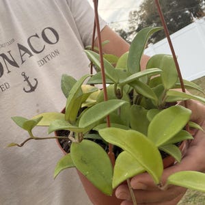 Hoya Amore - Etsy