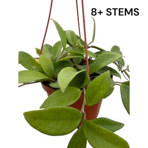 May include: A hanging Hoya plant in a brown plastic pot with red plastic hangers. The plant features numerous thick, waxy, green, ovate leaves on multiple trailing vines. The text 8+ STEMS is printed in black in the upper right corner of the image.