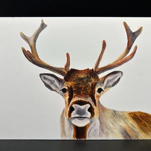 Carte aquarelle renne / carte aquarelle / carte vierge / carte de voeux / oeuvre d'art originale