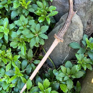 May include: A handcrafted wand with a light brown wooden handle and a deer antler tip. The wand is set against a backdrop of lush green foliage and a large gray stone, creating a natural, earthy aesthetic.