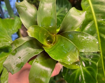 Guzmania vinacea