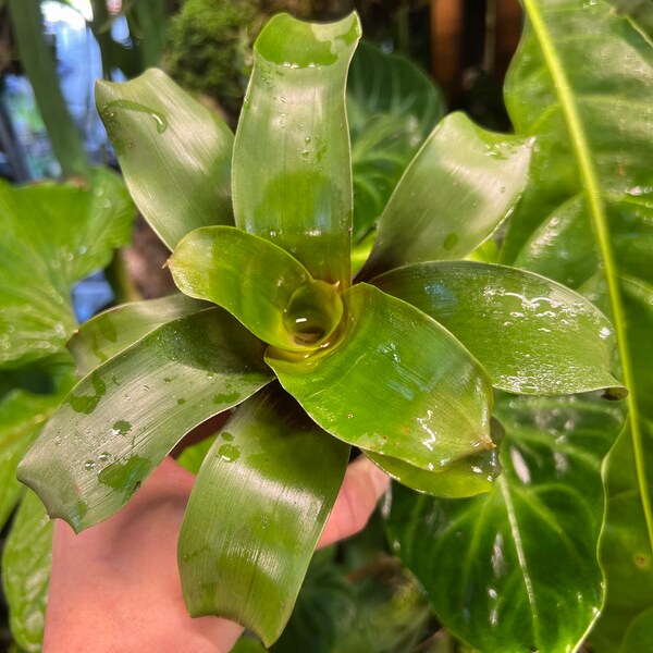 Guzmania vinacea