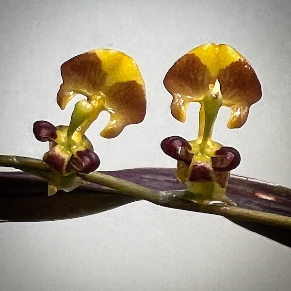 Sigmatostalix picta mini orchid