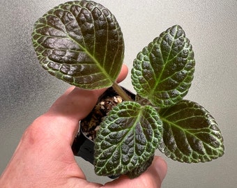 Episcia cupreata