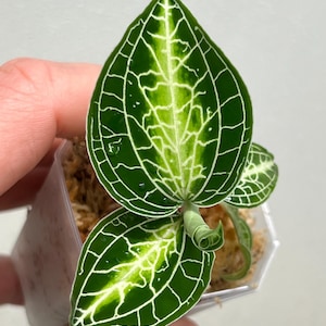 Anoectochilus sp. Lightening Jade -Jewel orchid