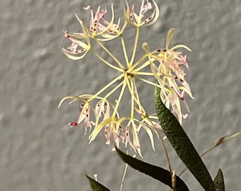 Macroclinium aurorae mini orchid