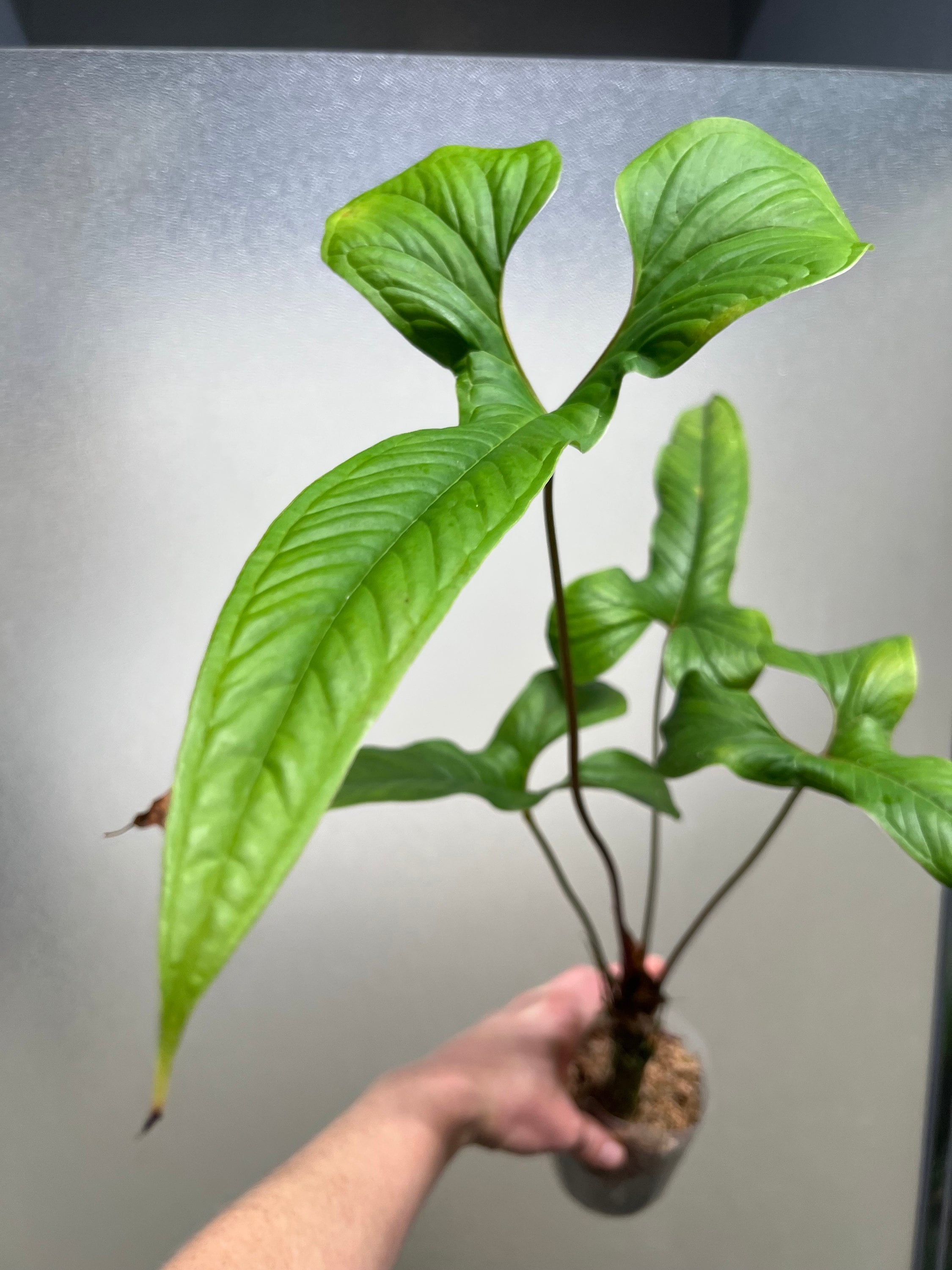 Anthurium Draconopterum - Etsy