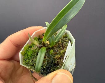 Bulbophyllum Moniliforme Micro Mini Orchid - Etsy