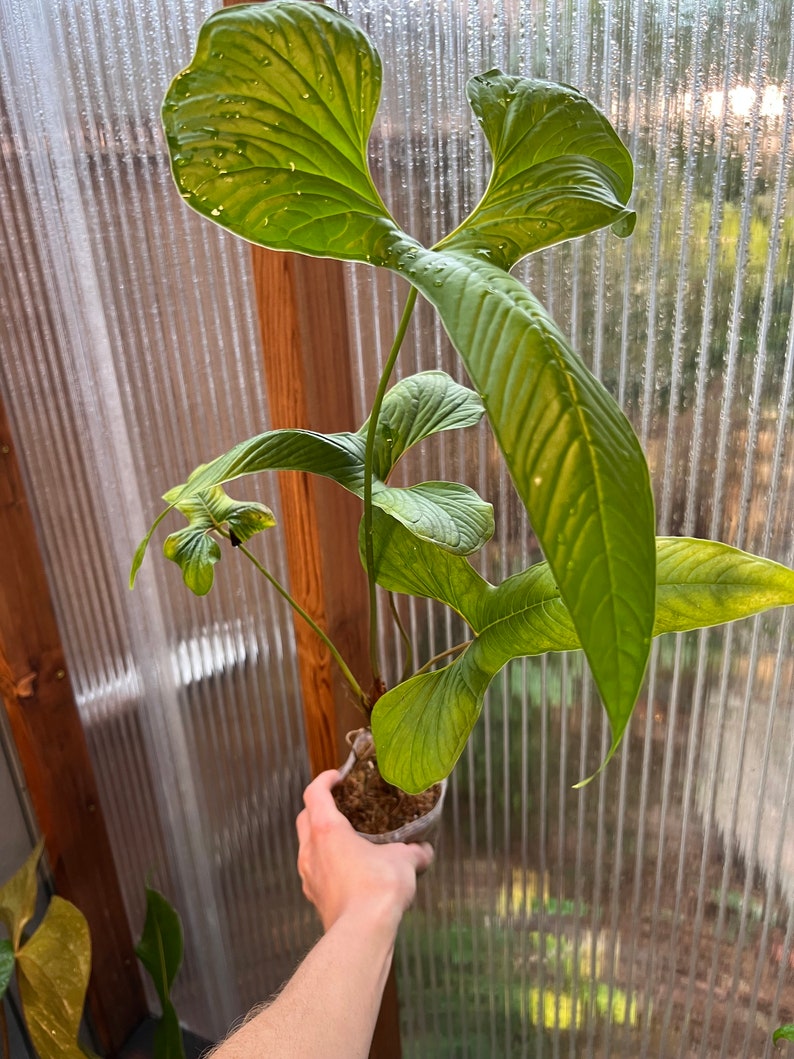 Anthurium draconopterum image 6