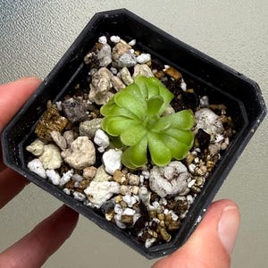 May include: A small, green plant with rounded leaves in a black square pot. The pot contains a mix of soil and small rocks. The plant is held by a hand, suggesting a focus on gardening or plant care.