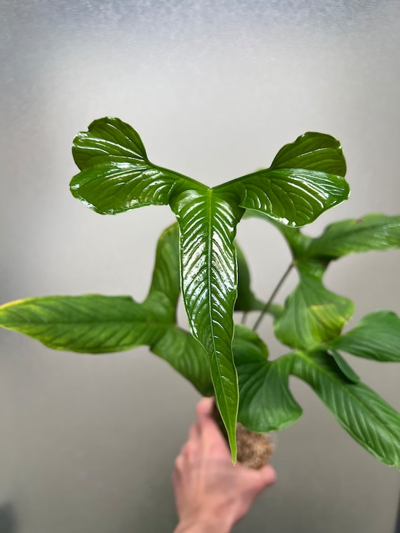 Anthurium draconopterum - Etsy 日本