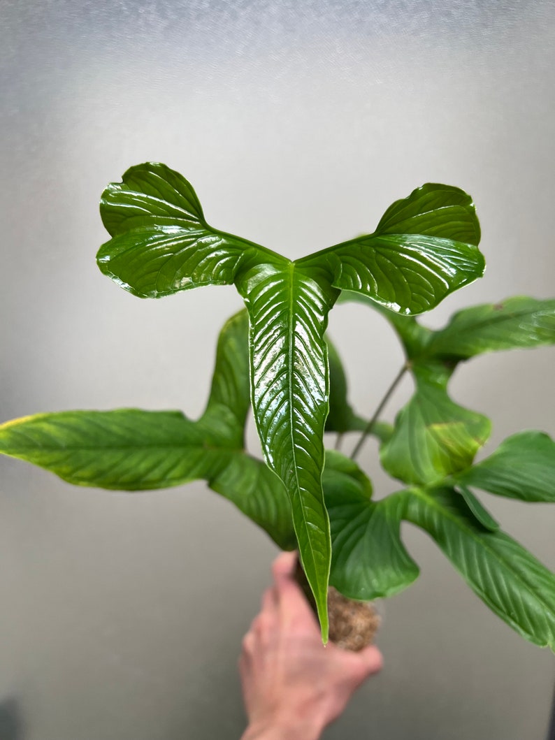 Anthurium draconopterum image 1