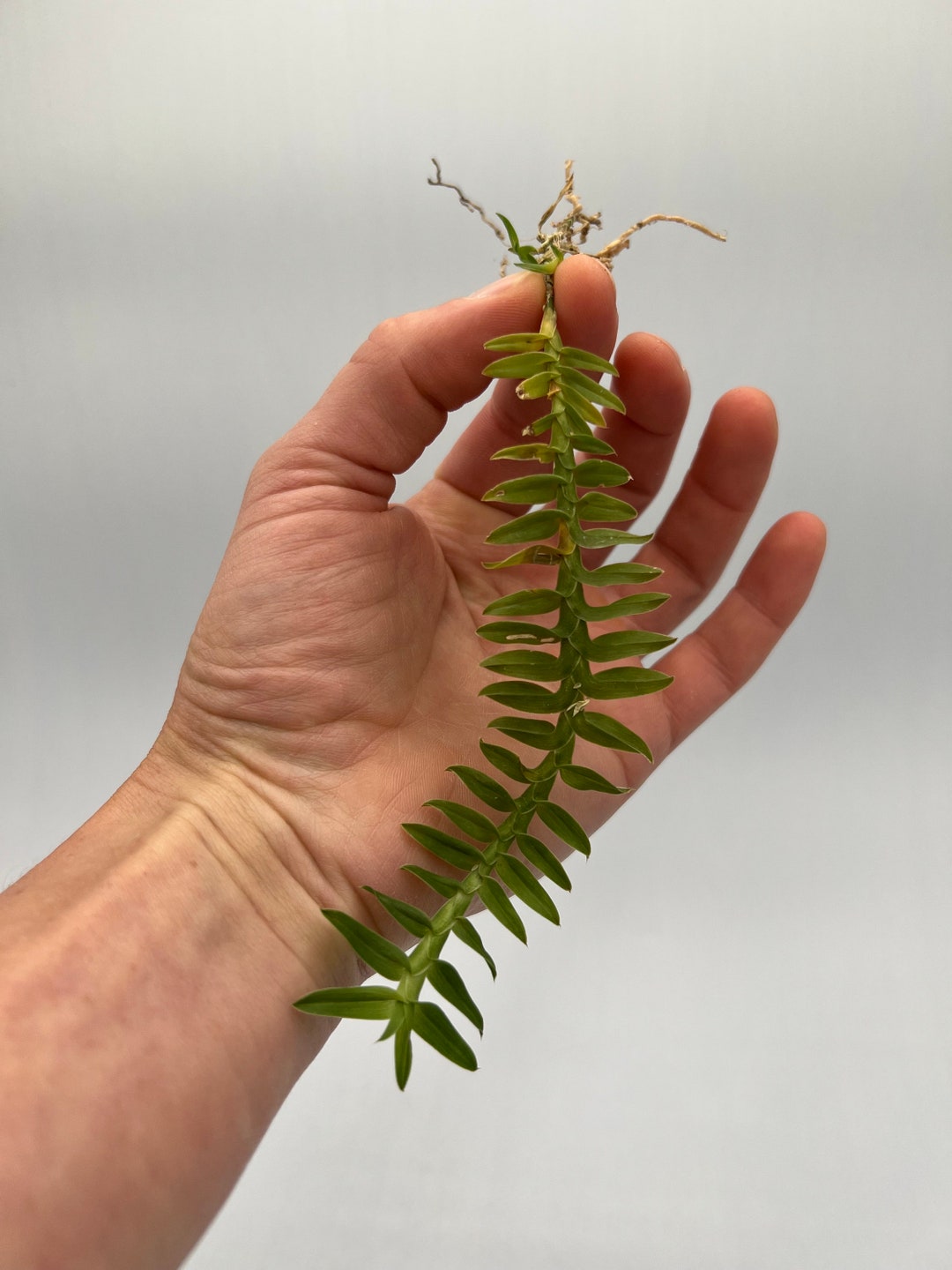 Dichaea Muricata Mini Orchid Etsy