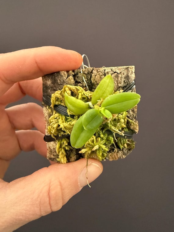 Haraella Retrocalla Mini Orchid - Etsy