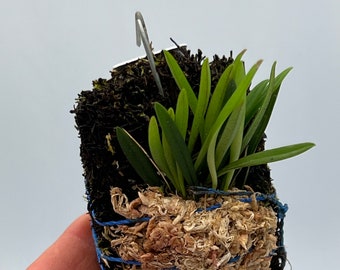 Trisetella abbreviata mini orchid