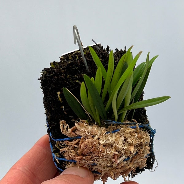 Trisetella abbreviata mini orchid
