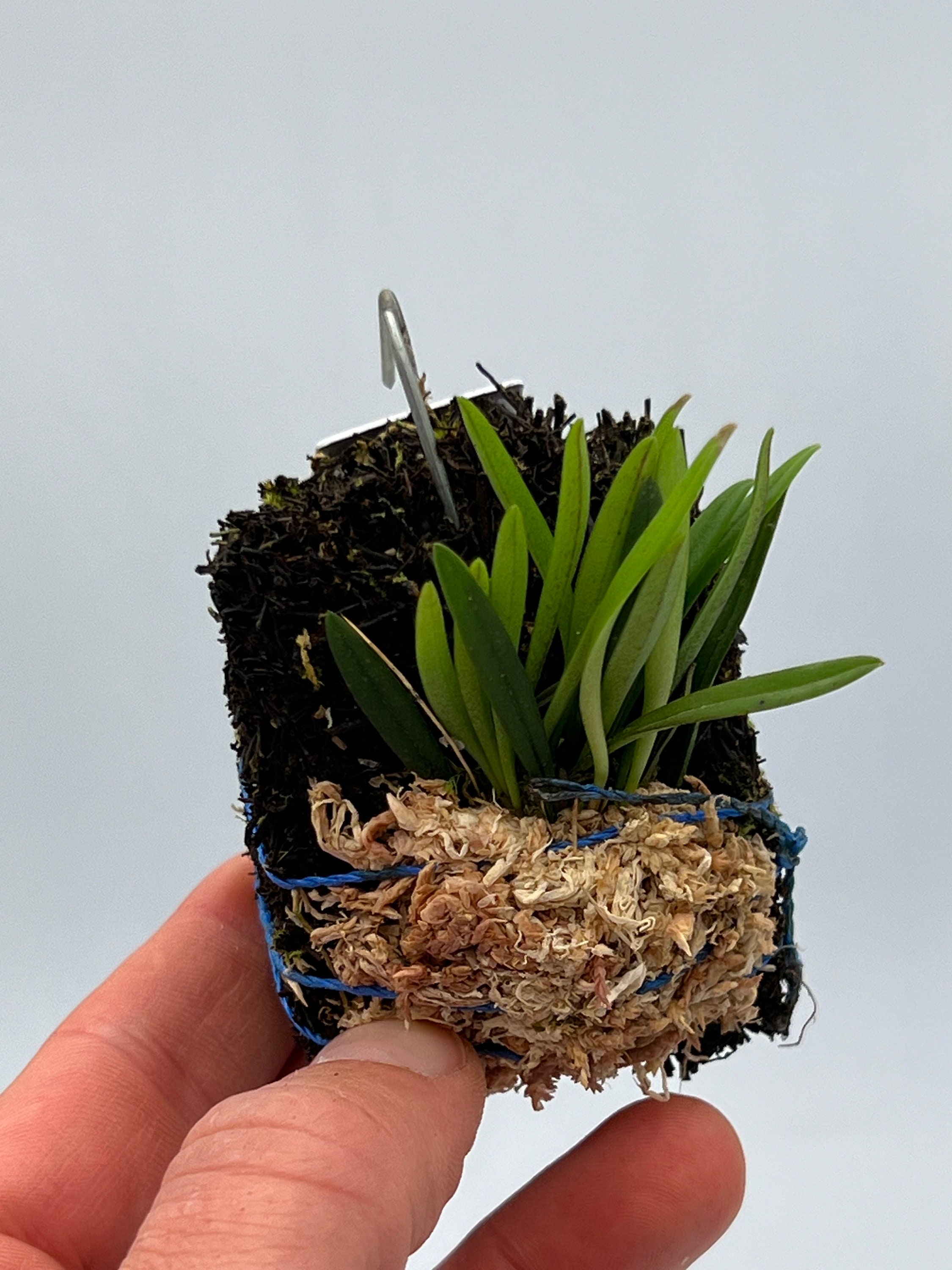Trisetella Abbreviata Mini Orchid - Etsy
