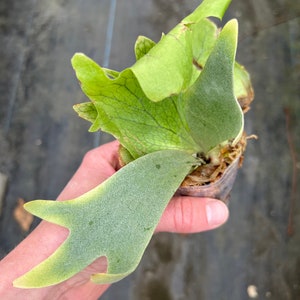 Omniplant_p. Willinckii Bacteria Spore (small) - Etsy Omniplant_p. Willinckii Bacteria Spore (small) - Etsy