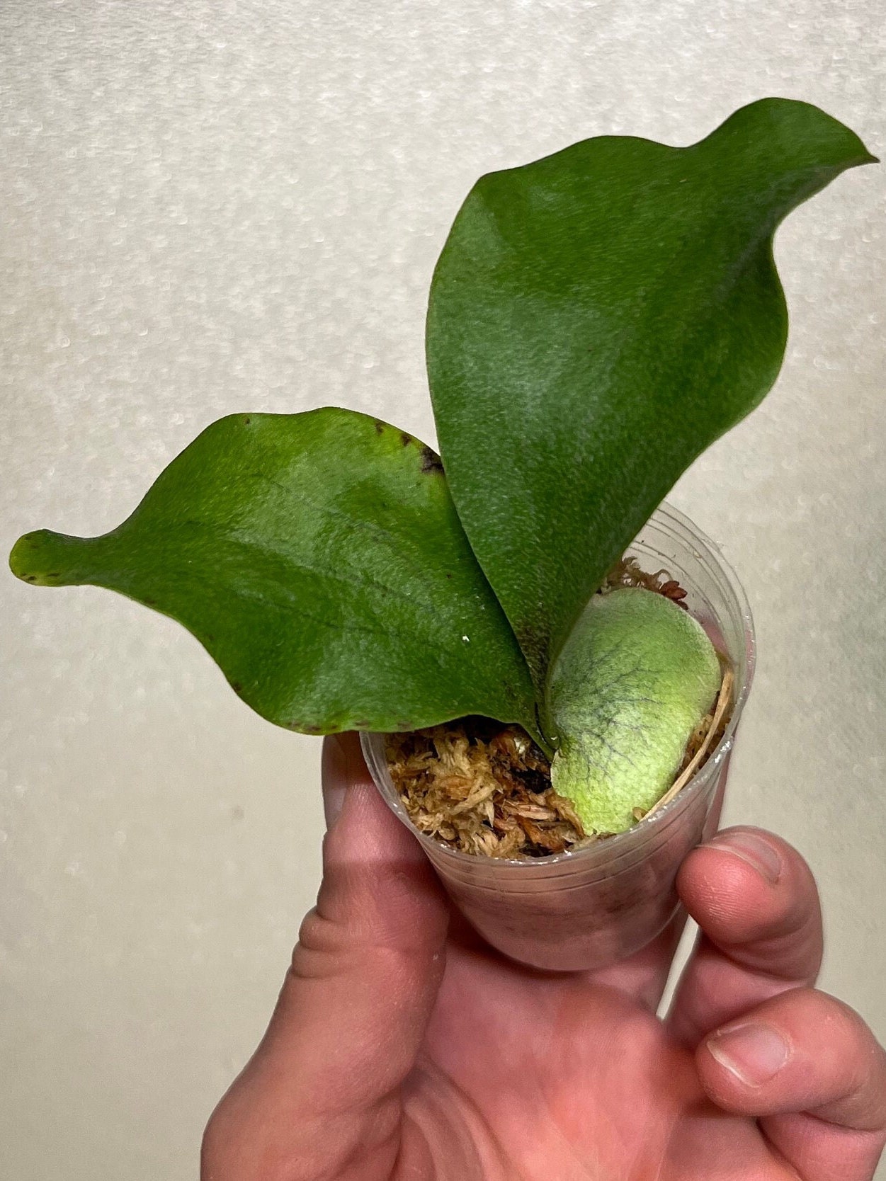 Platycerium Hillii Cv. Raijin Staghorn Fern - Etsy Canada