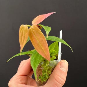 May include: A small plant with vibrant green leaves and peach-colored new growth. The plant is in a clear plastic container filled with green moss. A white label is inserted into the container. The background is solid black.