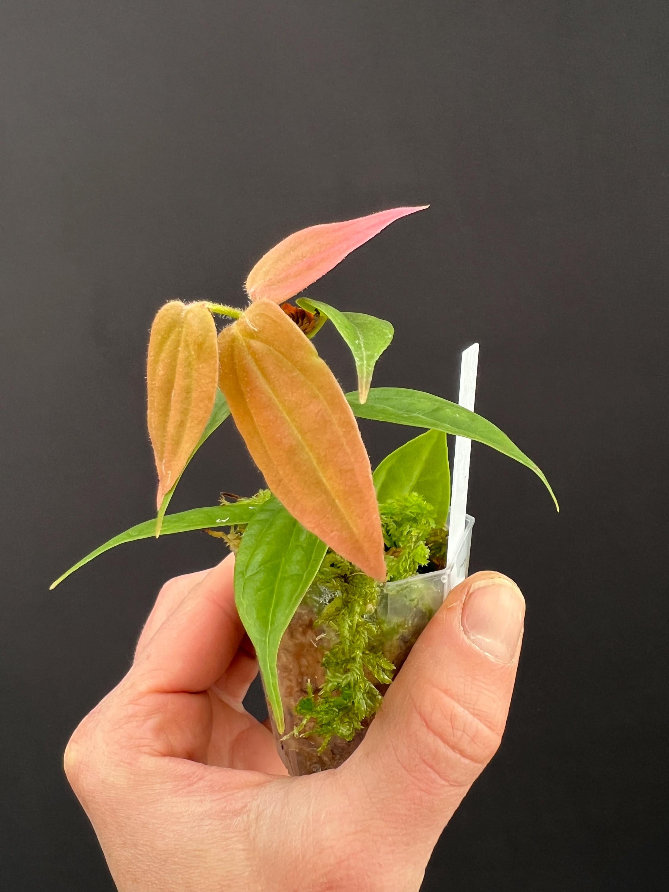 Cavendishia melastomoides Neotropical Blueberry