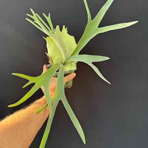 Platycerium Veitchii Auburn River Staghorn Fern - Etsy