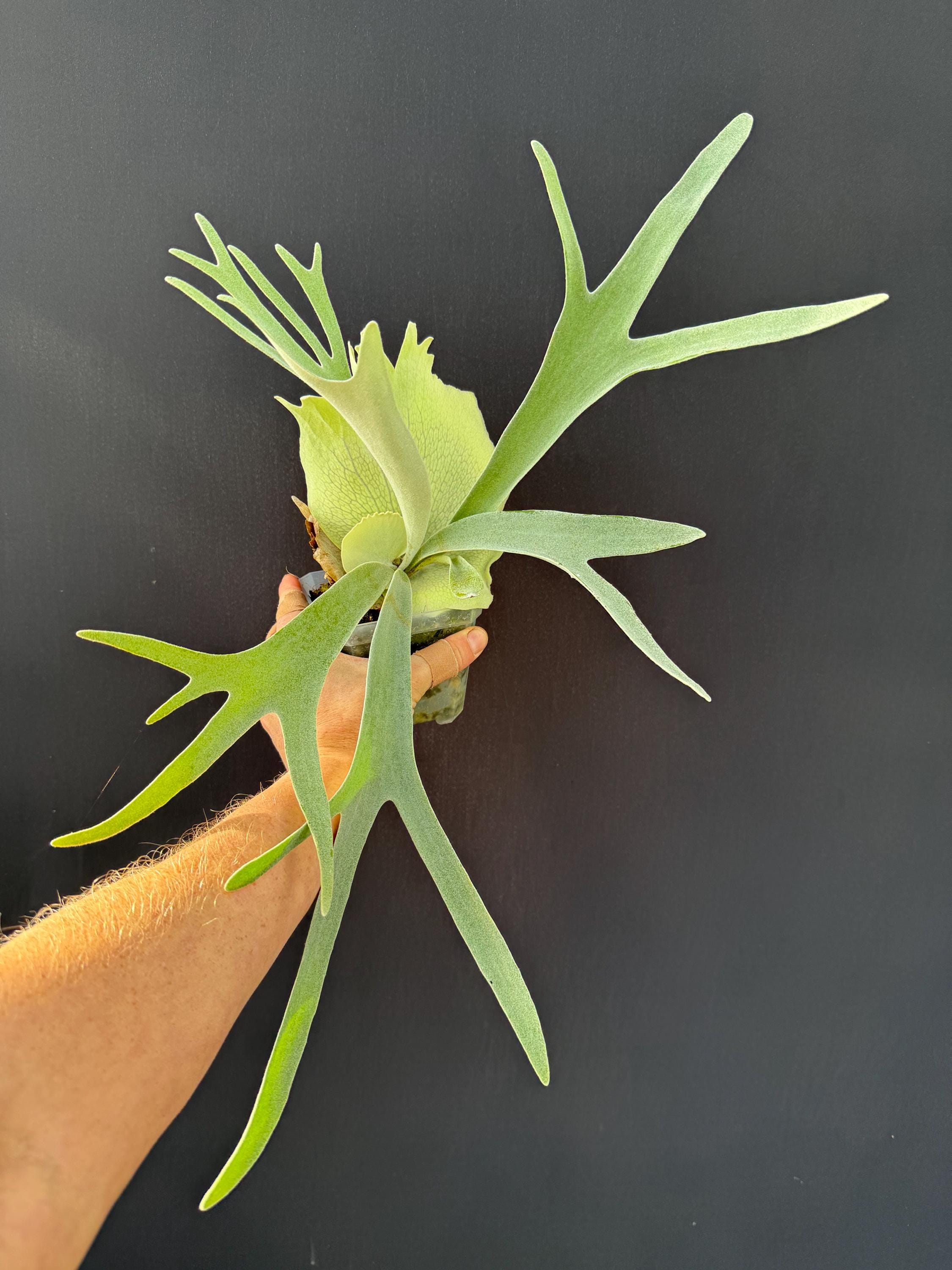Platycerium Veitchii Auburn River Staghorn Fern - Etsy