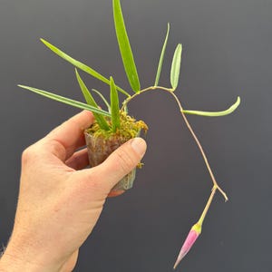 May include: A small, potted plant with long, slender green leaves and a single pink and yellow flower bud. The plant is held in a clear plastic container against a dark gray background.