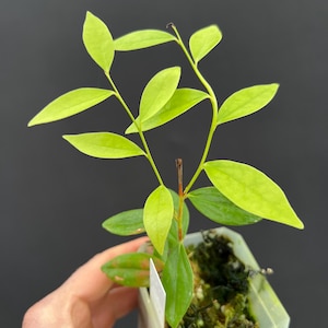 May include: A small potted plant with bright green leaves. The plant has multiple stems with oval-shaped leaves. The plant is in a small, clear plastic pot with a white label. The background is a solid dark gray.
