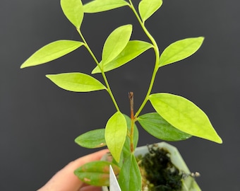 Ceratostema Doucettei - Assorted 4 Inch Pots - Etsy