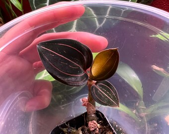 Ludisia discolor jewel orchid