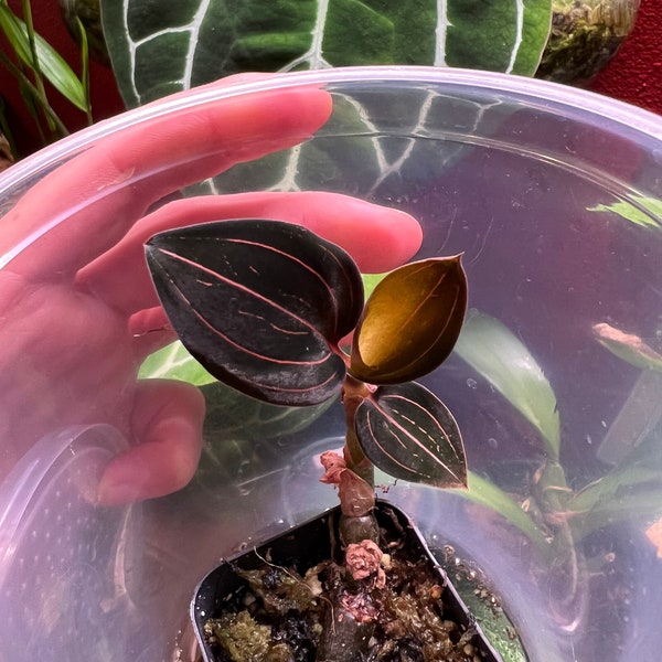 Ludisia discolor jewel orchid