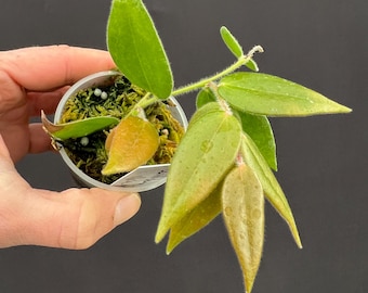 Ceratostema villosa aff. Neotropical Blueberry