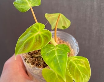 Philodendron verrucosum