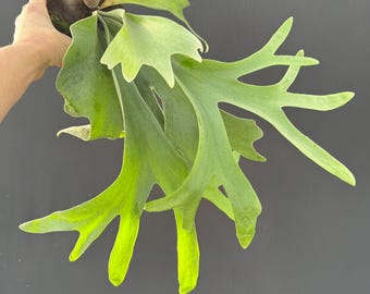 Platycerium Willinckii 'thousands of Arrows Fired' Staghorn Fern
