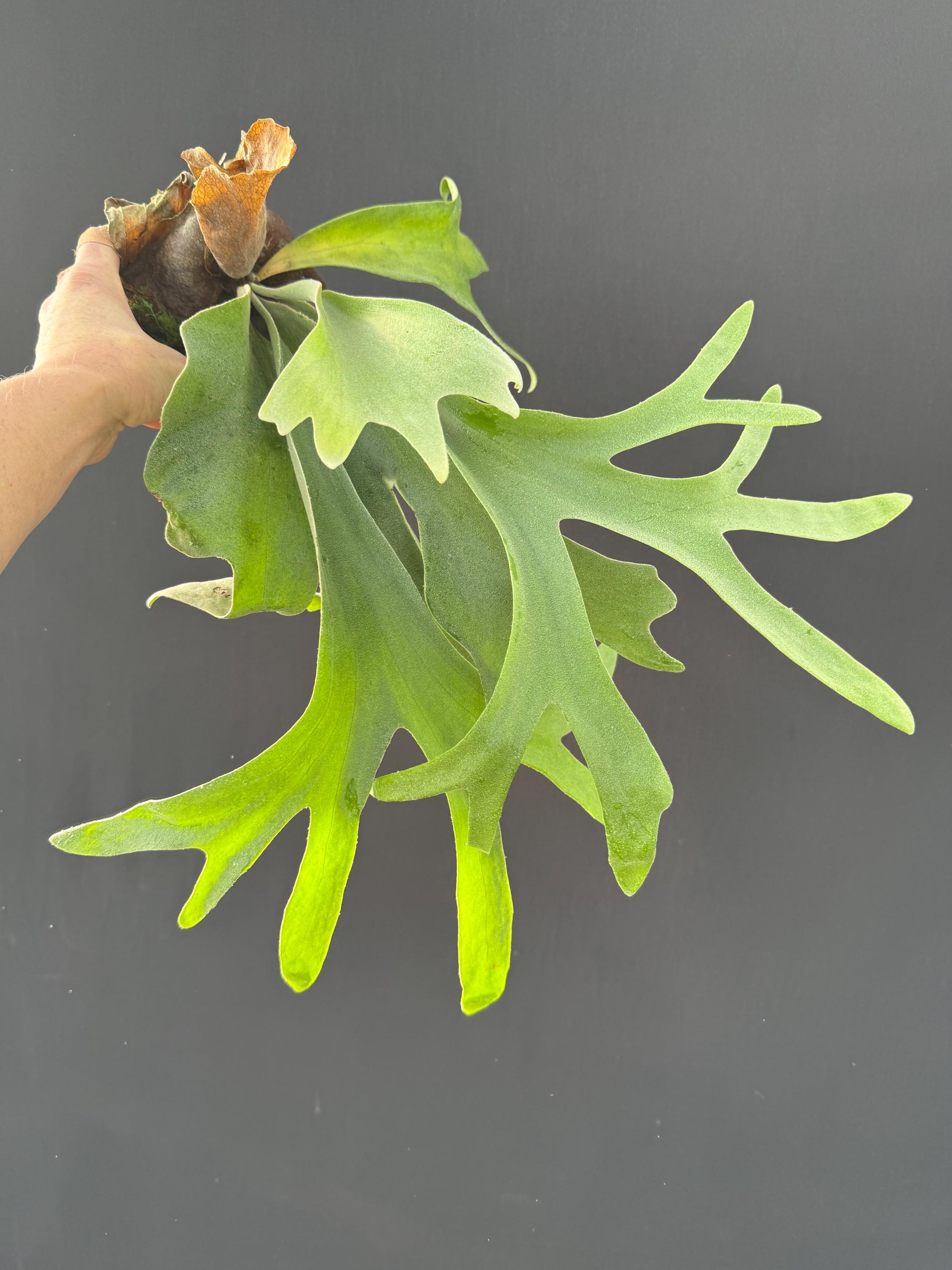 Platycerium Willinckii 'thousands of Arrows Fired' Staghorn Fern