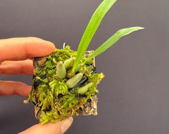 Bulbophyllum Moniliforme Micro Mini Orchid - Etsy