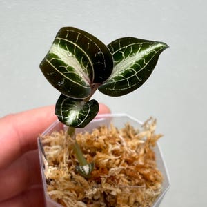 Anoectochilus albolineatus Milky Way - Jewel Orchid