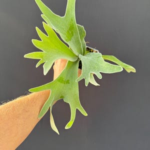 Platycerium Willinckii Jenny - Etsy