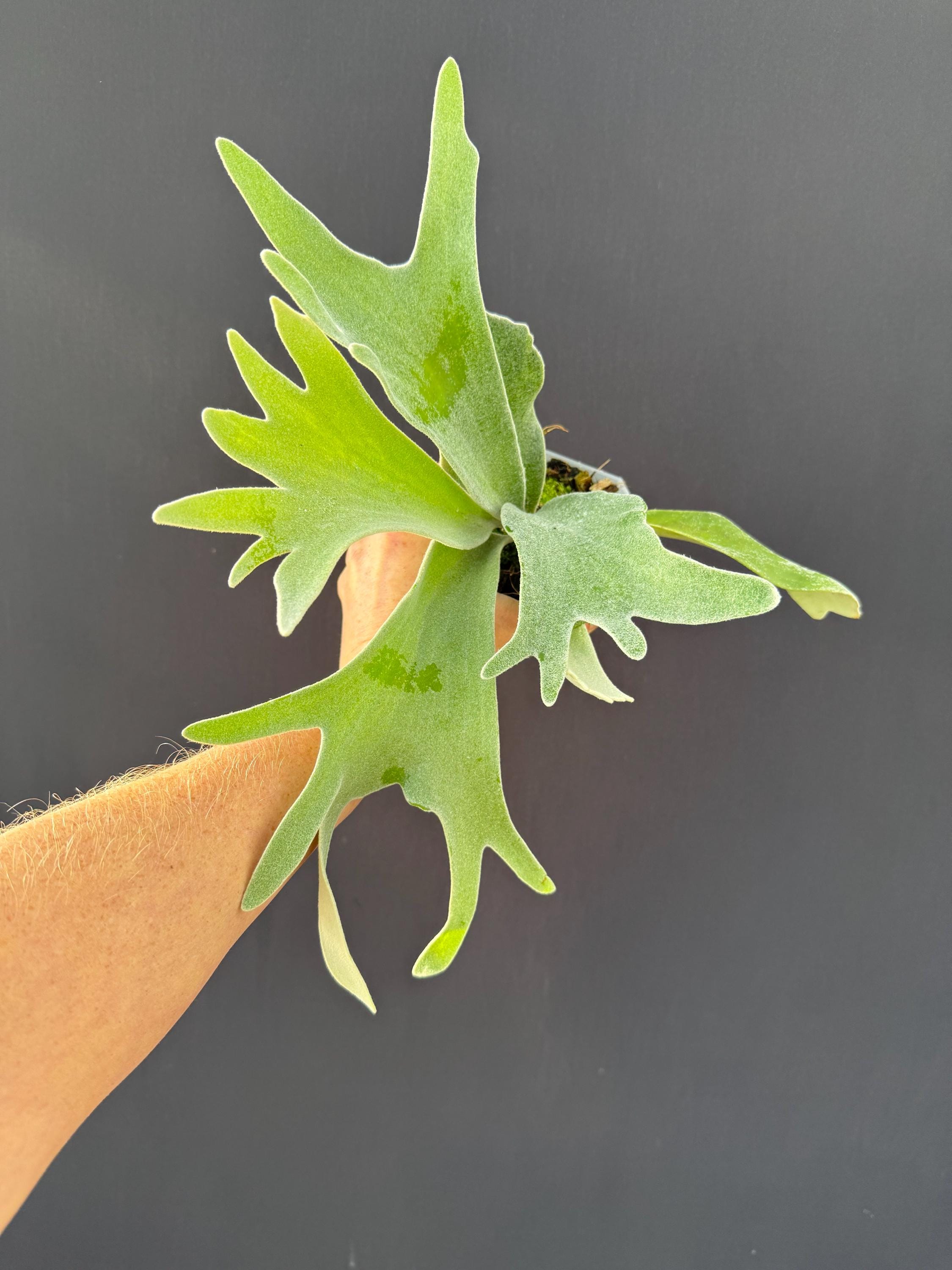 Platycerium Jenny - Etsy