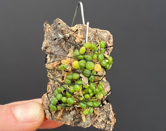 Bulb moniliforme ぶつぶつミニチュアオーキッド珍奇植物エクアドル il_340x270.6560115328_nk1n.jpg