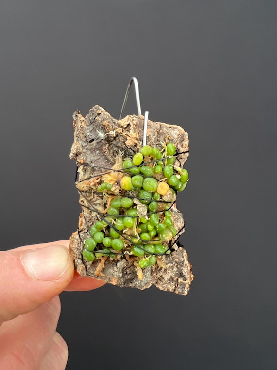 Bulbophyllum Moniliforme Micro Mini Orchid - Etsy