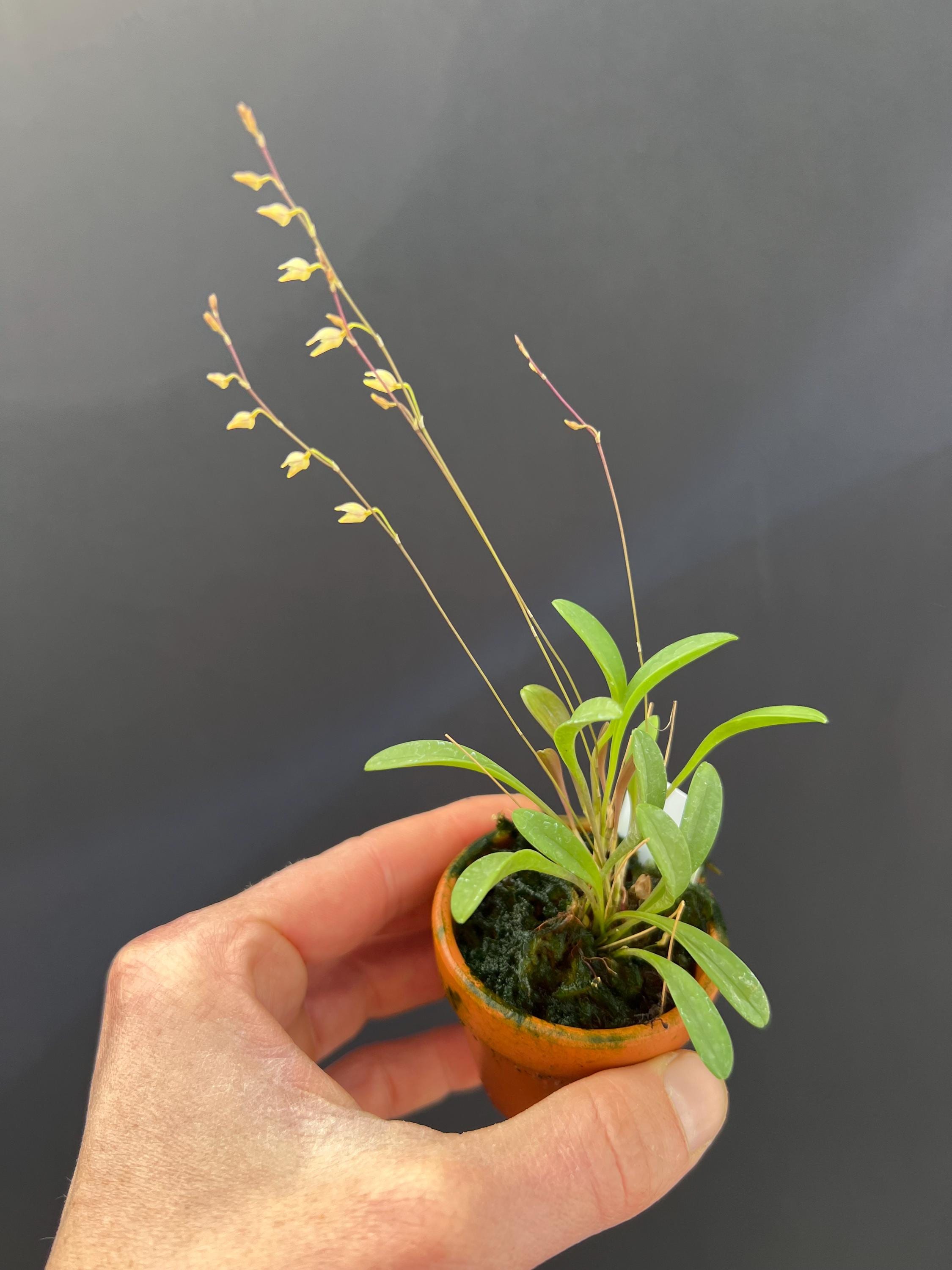 Lepanthes Miniature Orchids - Etsy