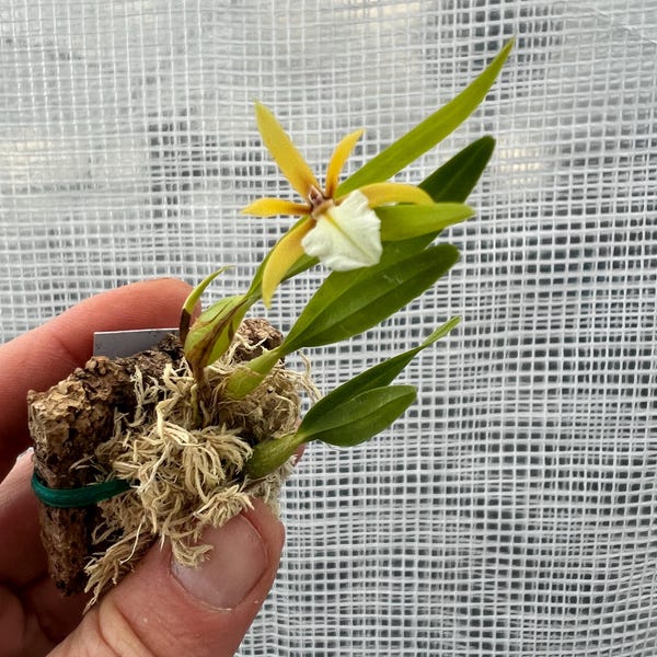 Epidendrum polybulbon mini orquídea