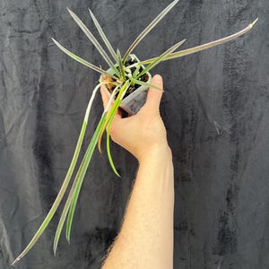Brassavola subulifolia (cordata) orchid
