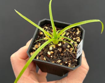 Puya venusta